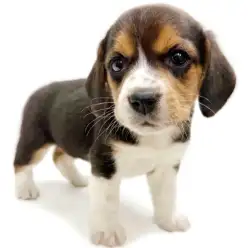 【 ビーグル 】甘えん坊なブラックタン&ホワイトの女の子が埼玉浦和に登場