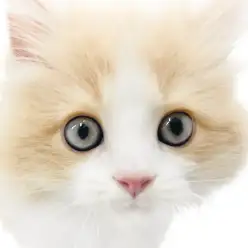 【 ラガマフィン 】可愛いに収まらない！安らぎをくれるプレミアムキャット！