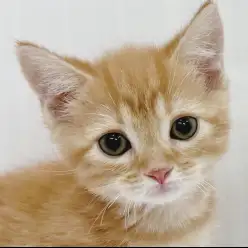 【 マンチカン 】温厚で甘えん坊な癒し系猫ちゃん登場!