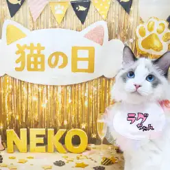 【 猫の日 】2月22日2時22分!猫の日に伝えたい猫の魅力!