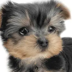 【 ヨーキー 】美しさと愛らしさの共存！コンパクトなサイズ感に絶大な存在感の女子