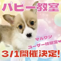 【 お知らせ 】横浜元町店3月のパピー教室のご案内！