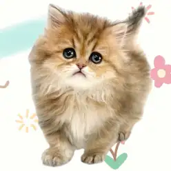 【 ペルシャ 】ワンランク上の王様が登場！マルっと東川口日和No.154