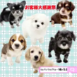 【 お知らせ 】お客様大感謝祭開催!マルワンワカバウォーク鶴ヶ島店の子犬紹介!