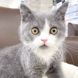 【 ブリティッシュショートヘア 】丸み可愛さUP！マルっと東川口日和No.149