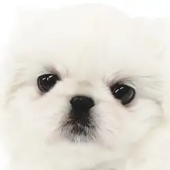 【 ペキニーズ 】癒しのぶちゃ顔おもちわんこが横浜元町店にやってきた!