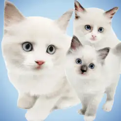 【 ラグドール 】2025年マルワン猫ランキングナンバーワンの人気の理由に迫る！