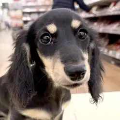 【 ミニチュアダックスフント 】第3弾!城山っ子成長報告!2026年2月26日