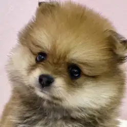 【 ポメラニアン 】黄金比ボディを持つパーフェクトポメが志村坂下店にやってきた！