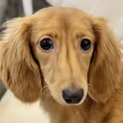 【 ダックスフント 】毎日がお勉強！一緒に遊んで学べる相棒の様な存在がここに！