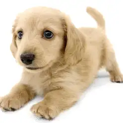 【 ミニチュアダックスフント 】人気イエローカラー！小さめサイズの癒し系ダックス