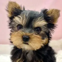 【 ヨークシャーテリア 】両親体重は2kg台の小さめヨーキーちゃんがやってきた！