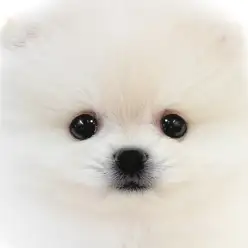 【 ポメラニアン 】小さな体は爆毛と自信あり！圧倒的可愛さのプレミアムな女の子！