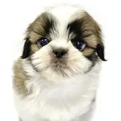 【 シーズー 】ほのぼのスイッチ全開！初めてのシャンプー体験！