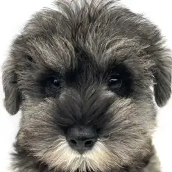 【 ミニチュア・シュナウザー 】ソルト&ペッパーの人懐っこい男の子が日暮里に降臨