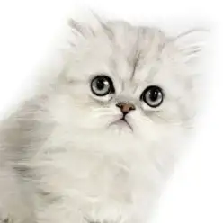 【 ペルシャ 】ゴージャス感溢れる美しいペルシャの男の子が埼玉県戸田市に登場!