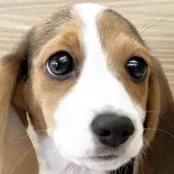 【 ビーグル 】お外デビュー前の抱っこ散歩トレーニング！愛嬌抜群の2nd！