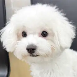 【 ビションフリーゼ 】お散歩デビューに密着!元気一杯な男の子!