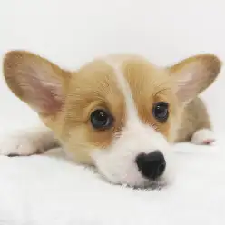 【 コーギー 】ついにやる気になったコギたんの耳！今日はパン祭り！