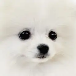 【 ポメラニアン 】天性の愛されキャラは育てやすさ抜群！可愛さ倍増の2ndブログ