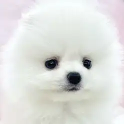 【 ポメラニアン 】プレミアム要素が詰まったハイレベルポメラニアンがやってきた！