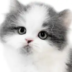 【 ブリティッシュ 】ハチワレ模様と髭模様がポイント!ロングヘアの癒し系男の子