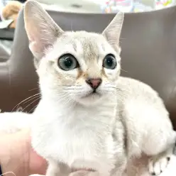 【 シンガプーラ 】体は小さくても心はビック！生後4ヶ月半を迎えた現在の姿！