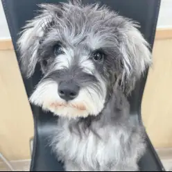 【 ミニチュアシュナウザー 】店内お散歩デビュー!社会化トレーニングに密着!