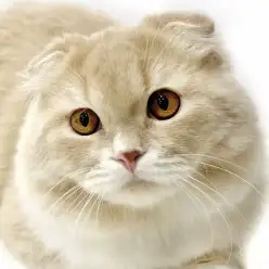 【 スコティッシュフォールド 】初めての猫にぴったり！その魅力とは！？