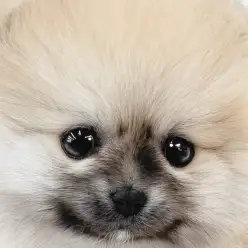 【 ポメラニアン 】小さめサイズのたぬき顔！プレミアム認定の圧倒的な愛らしさ！