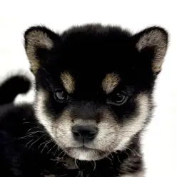 【 豆柴 】生後2ヶ月の男の子｜黒豆らしい凛々しさと可愛らしさ！