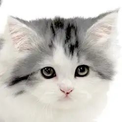 【 サイベリアン 】まるで抱きぐるみ？優しいお顔立ちのサイベちゃん