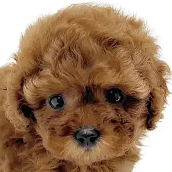 【 トイプードル 】タイニーサイズの両親から誕生したクマ顔フェイスのレッド女子！