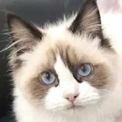 【 ラグドール 】気品と可愛さのギャップが魅力の穏やかな性格の男の子