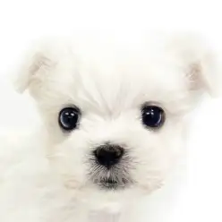 【 マルチーズ 】おっとり癒し系!ぬいぐるみフェイスのマルチーズくん!