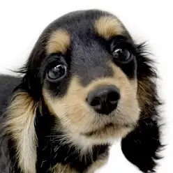 【 カニンヘンダックスフンド 】煌めくブラックの短足わんこがやってきた！