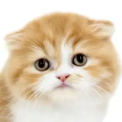 【 フォールデックス 】超希少種！今しかない出会いを掴むチャンスが大和市に！