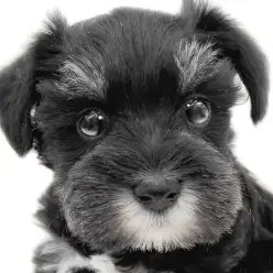 【 シュナウザー 】穏やかさと賢さを兼ね揃えた家庭犬!最強のパートナードック降臨