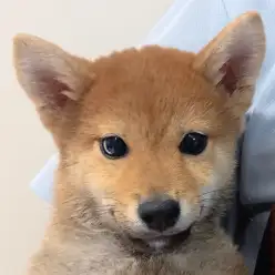 【 豆柴 】本年度ワクチン終了！表情豊かな温厚男子のプレイルームデビュー！