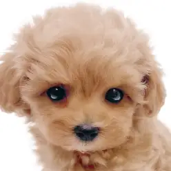 【 マルプー 】目ヂカラ最強!輝くアプリコットカラーが美しいMIXの女の子!