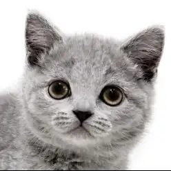 【 ブリティッシュショートヘア 】誰もが虜に！まるっと癒し系にゃんこ登場！