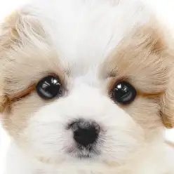 【 キャバション 】キャバリアMIXの人気筆頭！ブレナムスポットが美しい女の子！