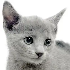 【 ロシアンブルー】極上ブルーボディ！優しく甘える癒し系の男の子！