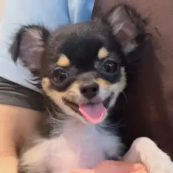 【 チワワ 】生後5ヶ月体重1.1kgのミニマムサイズ!猫ちゃんとも遊べるフレンドリーな女の子!