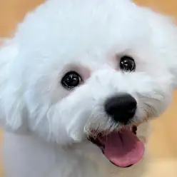 【 ビションフリーゼ 】最幸のペットライフを!賢く明るい特別な逸材の3rdブログ