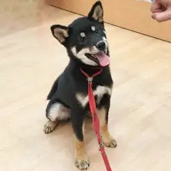 【 柴犬 】お散歩デビューに密着! ほっこり北通vol.276