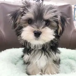 【 MIX犬 】生後3ヶ月半!可愛さが際立つ唯一無二のマルキー!会える今が本当に特別!