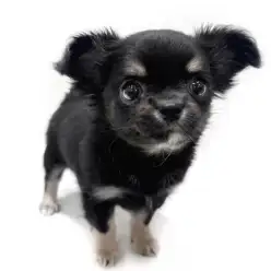 【 チワワ 】うるうるな瞳に靴下柄！見逃し厳禁のチワワちゃん