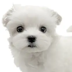 【 マルチーズ 】真っ白な天使ちゃんの登場！小さめ女の子のマルチーズ