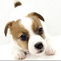 【 ジャックラッセルテリア 】抱っこ大好き小さなプリンセスの登場です！